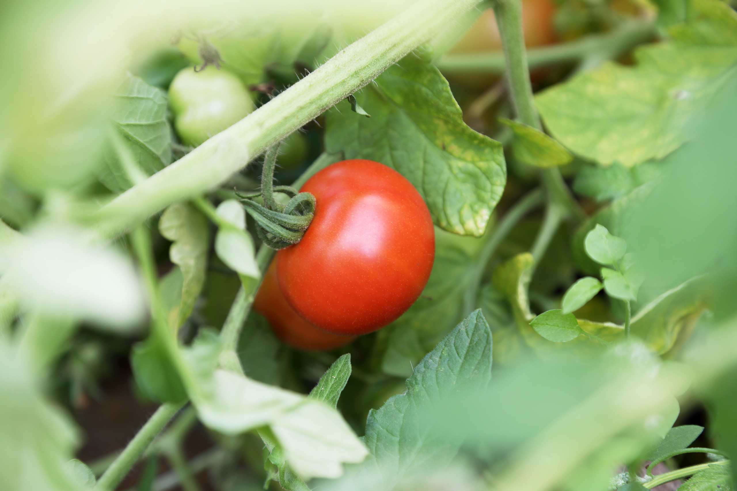 A scene from the centre allotment, a ripe tomato hanging from its plant